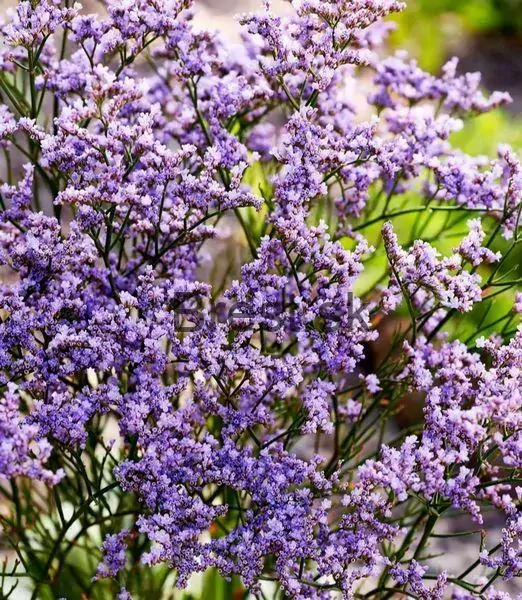Limonium Dazzle Rocks ®